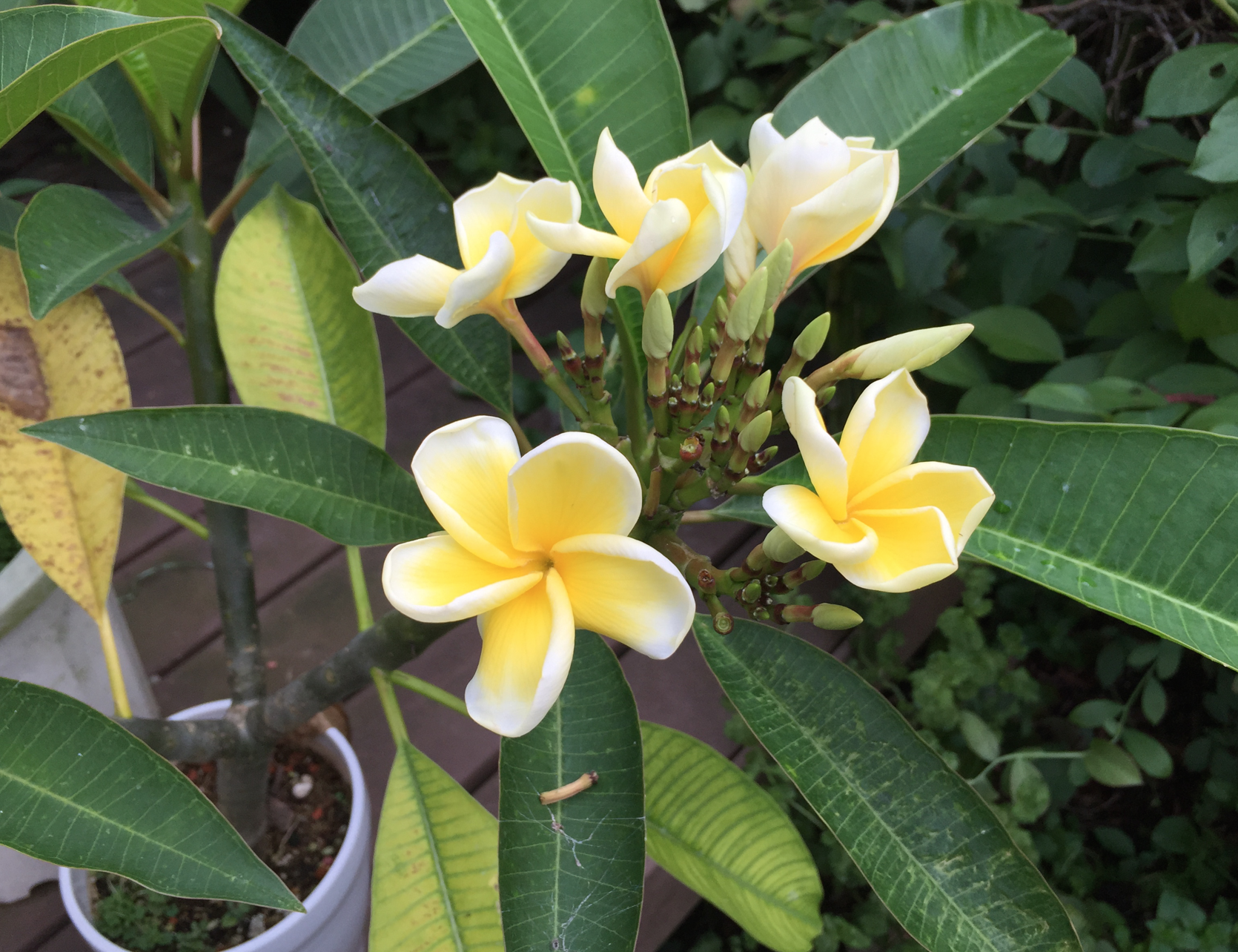 プルメリア開花 うめつ歯科医院